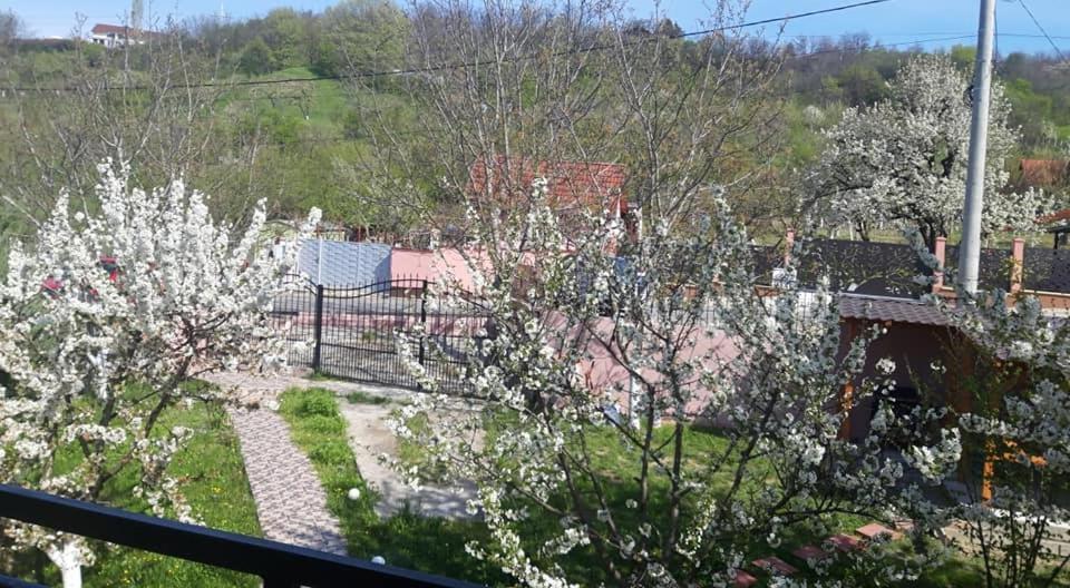 Casa Liana Hotell Oradea Exteriör bild